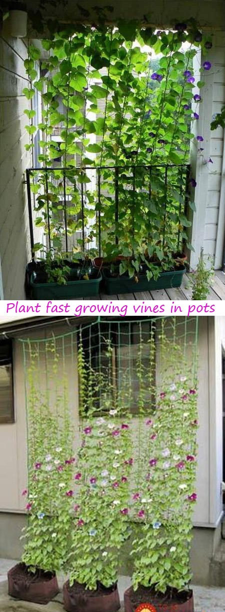 Plant fast growing vines in pots