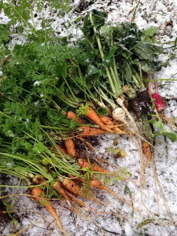 Cold Frame For Fall Winter Veggie Garden 12