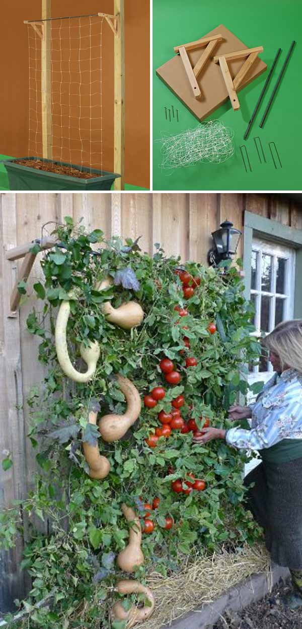 vertical tomato garden