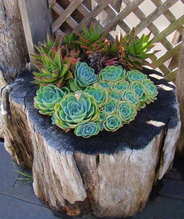For those people who living inwards dry out areas xx Ideas for Creating Amazing Garden Succulent Landscapes
