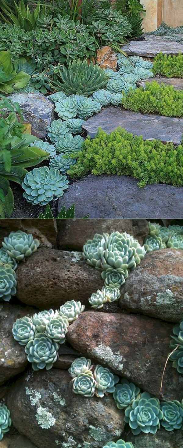 20 Ideas for Creating Amazing Garden Succulent Landscapes - Proud Home