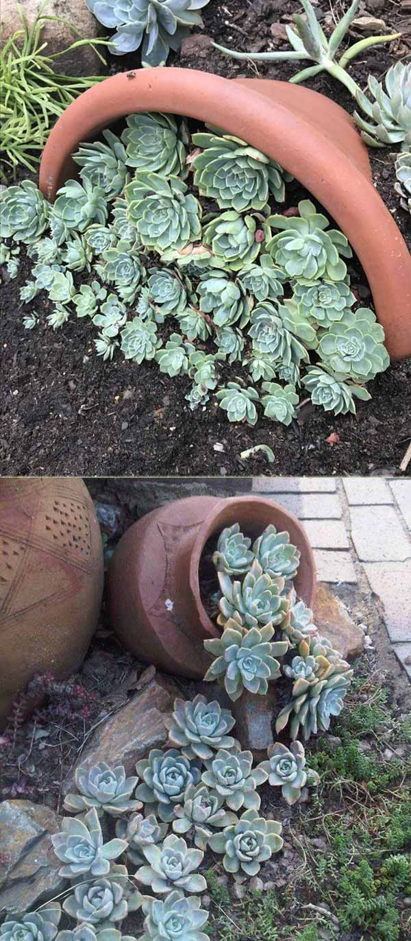 For those people who living inwards dry out areas xx Ideas for Creating Amazing Garden Succulent Landscapes